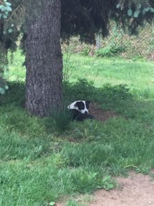 Lucy sitting in the hole she just dug