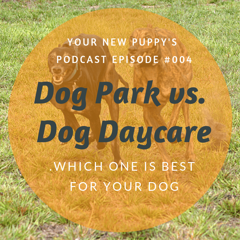 ynp-013-dog-park-vs-dog-daycare-playtime-paws