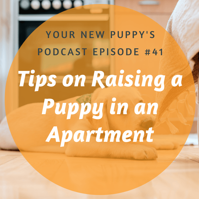 how do you raise a puppy in a apartment