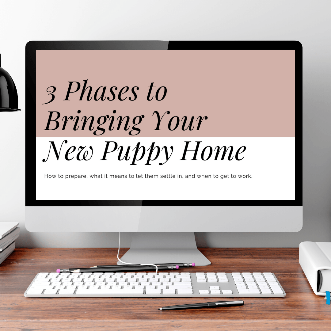 A three part video series all about the 3 phases to bringing your new puppy home