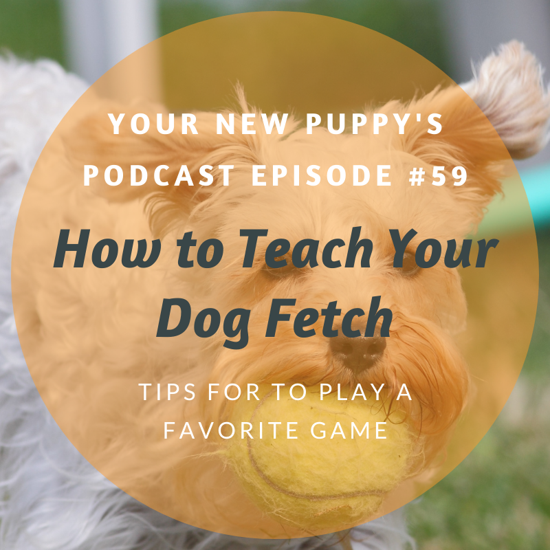 how do you teach a dog to play fetch