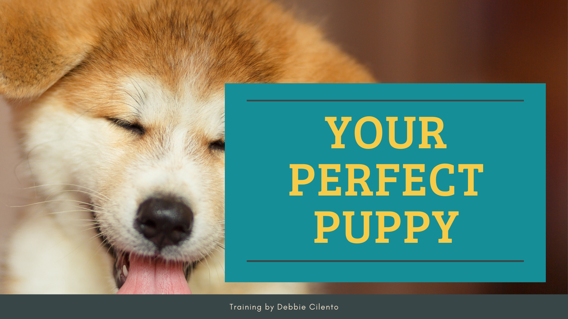 Close-up of a fluffy puppy with its tongue out next to a sign that reads "Your Perfect Puppy" and text at the bottom saying "Training by Debbie Cilento.