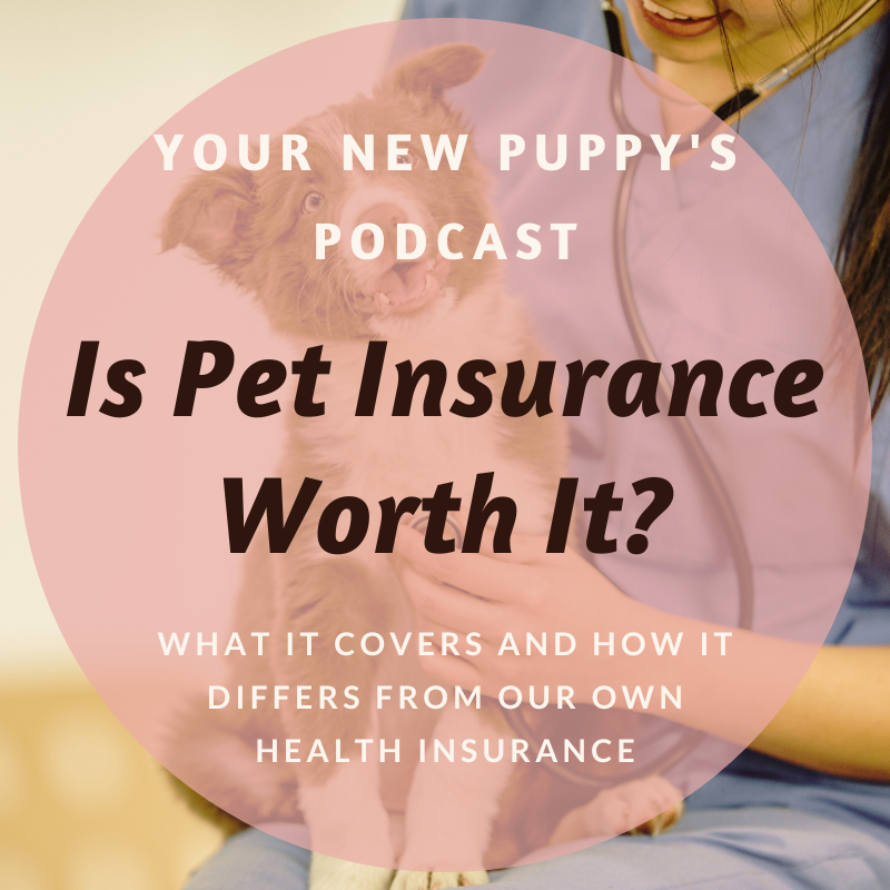 is pet insurance worth it for a puppy