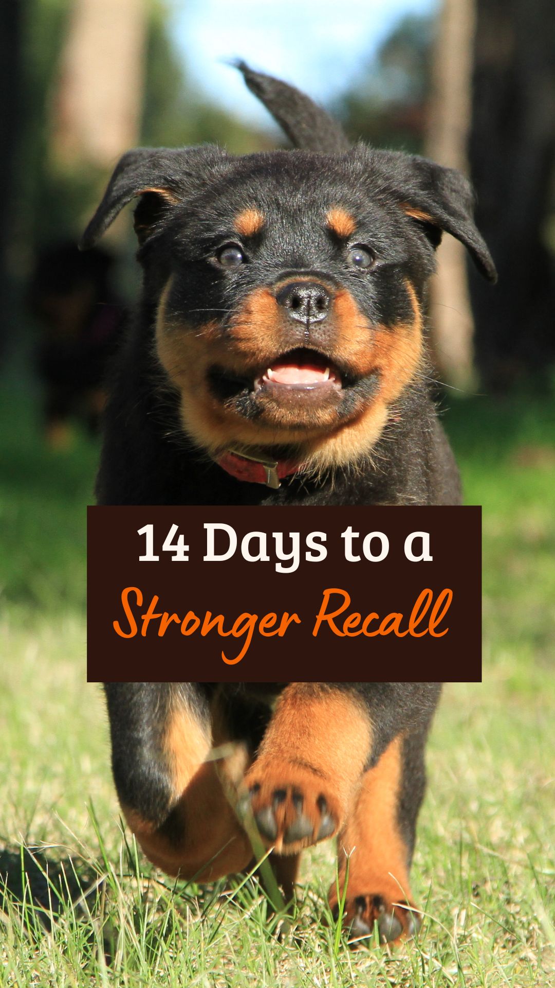 A Rottweiler puppy running towards the camera with text overlay reading "14 Days to a Stronger Recall" in white and orange fonts on a brown background.