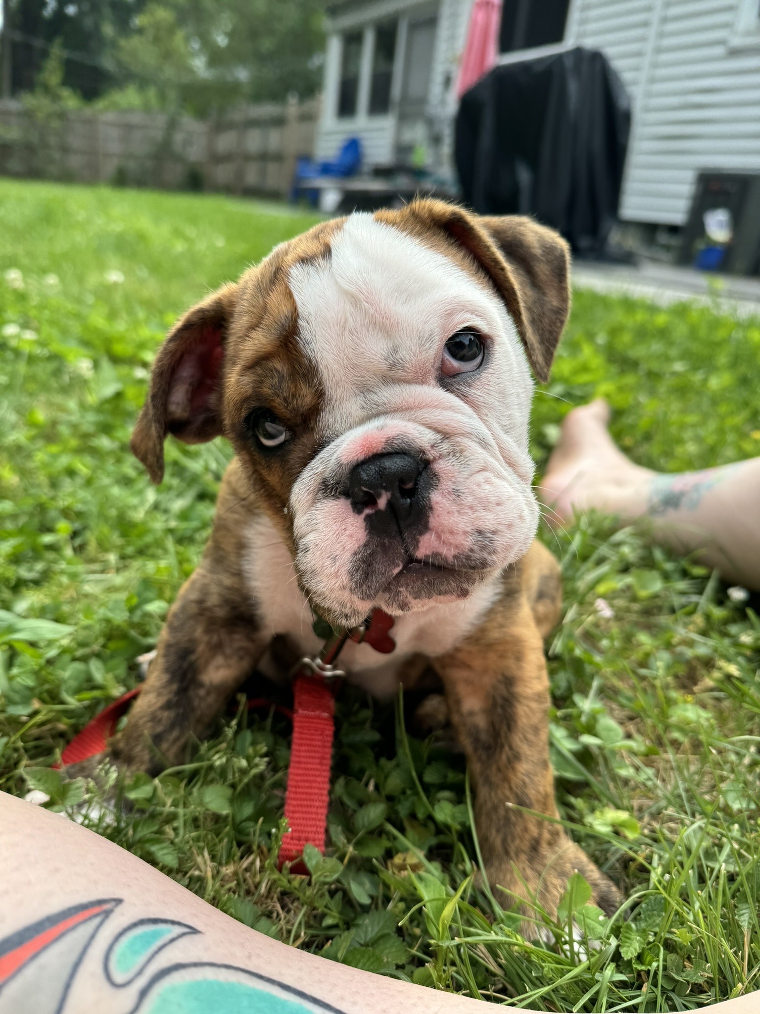 A puppy with a red leash sits on grass in a backyard, looking curiously at the camera.