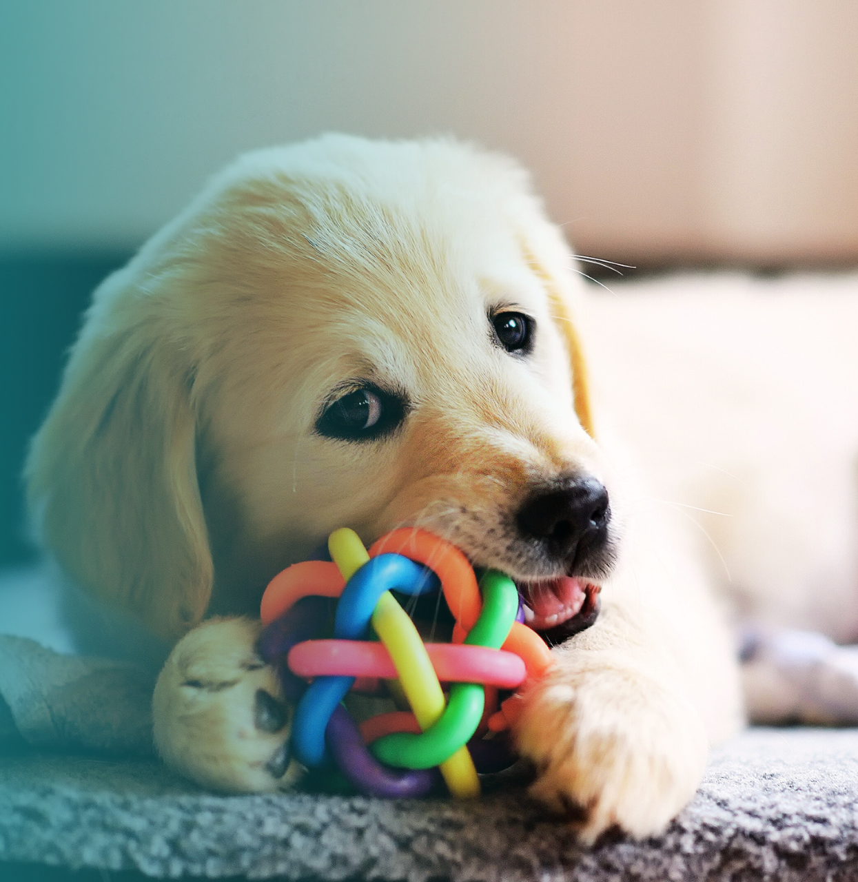 A golden retriever puppy chews on a colorful rubber ball while lying on a soft surface in a cozy indoor setting.