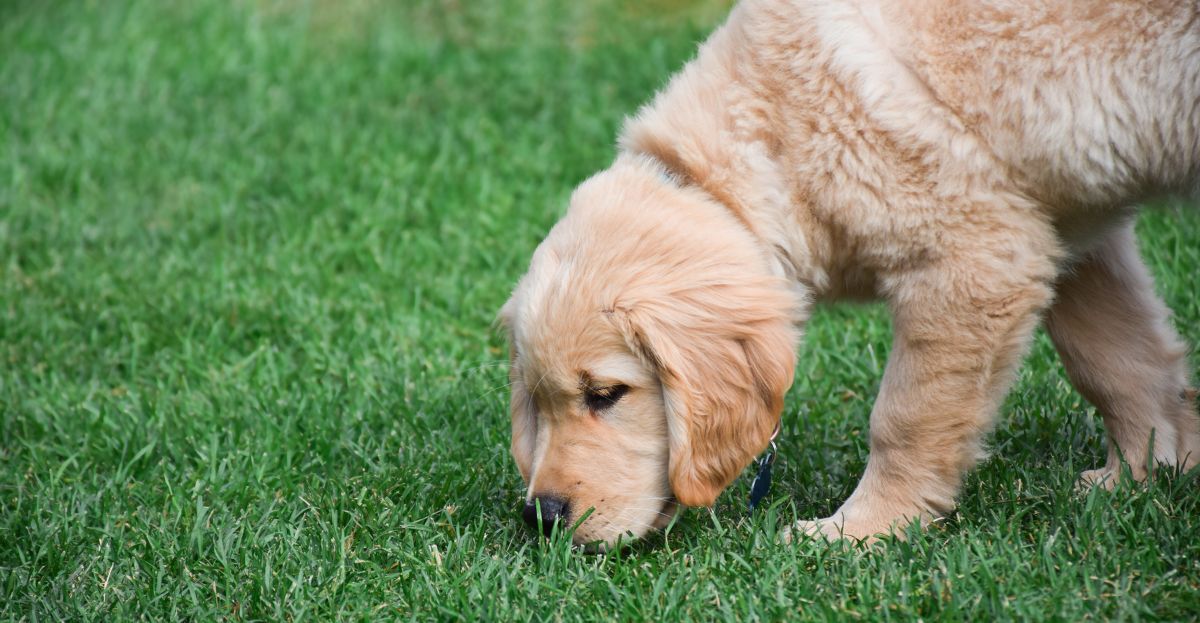 A golden retriever puppy, in the midst of potty training, eagerly sniffs the grass on a lush green lawn.