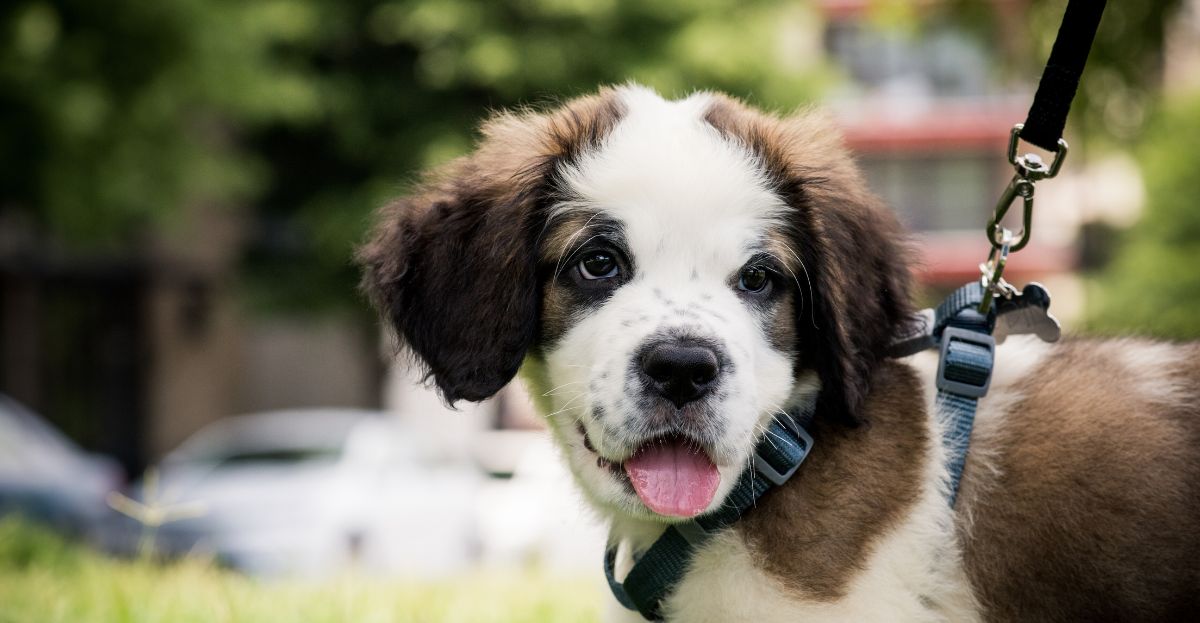 A St. Bernard puppy with fluffy fur and a pink tongue sits on the grassy ground, wearing a harness and leash – the perfect setting to learn how to socialize your puppy.