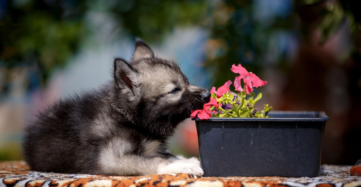 A fluffy gray puppy learns how to socialize while eagerly sniffing pink flowers in a black planter outdoors.