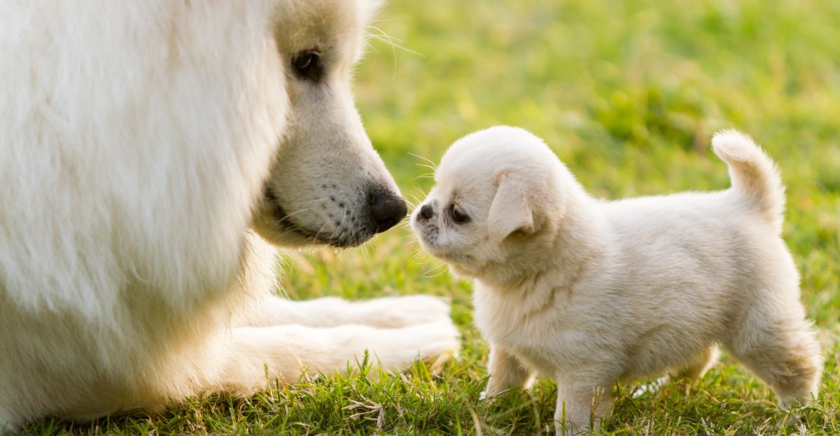 A large white dog and a small puppy engage in a nose-to-nose greeting on the green grass, illustrating how to socialize your puppy.