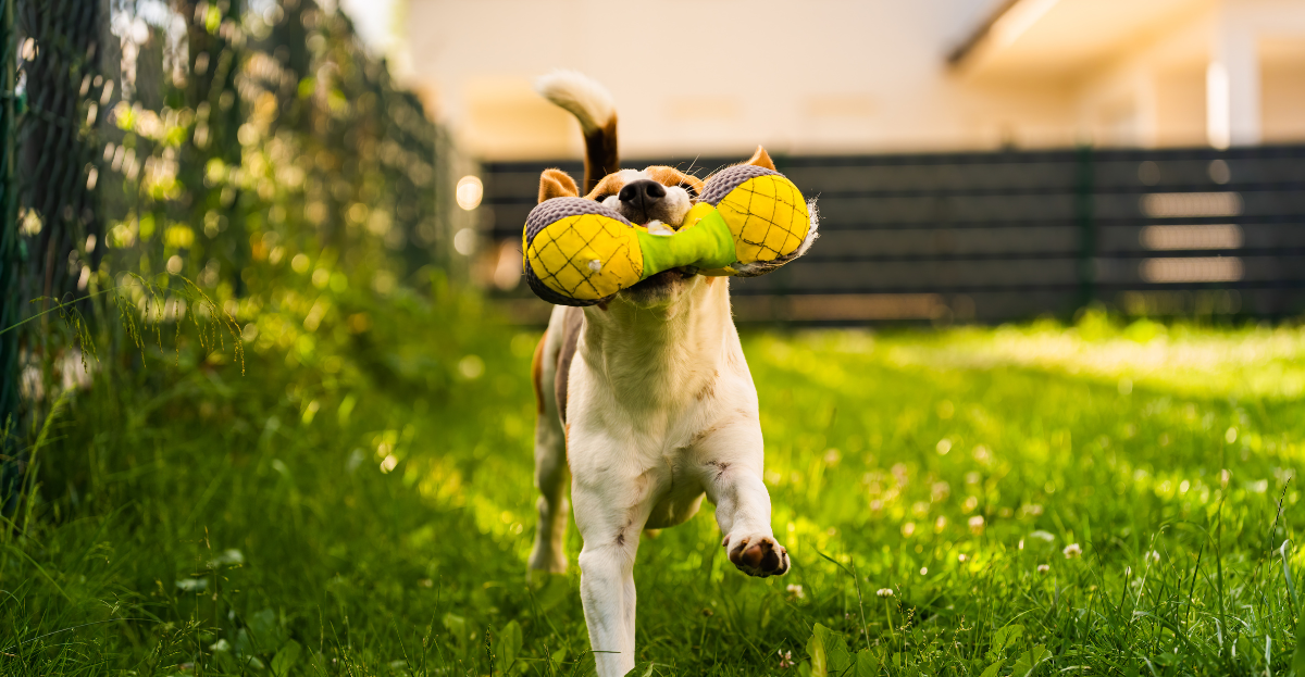 A dog joyfully dashes through the grassy yard, carrying a large plush toy shaped like a pair of yellow pineapples, ready to play fetch.