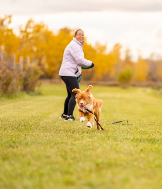 A dog runs on a grassy path while a person throws a ball to play fetch in the background. The trees have autumn foliage.