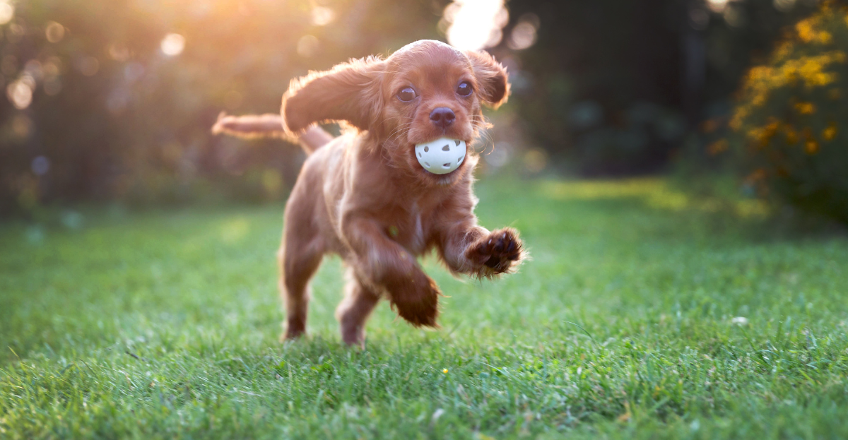 A brown puppy running on grass playing fetch with a small ball in its mouth, under sunlight.