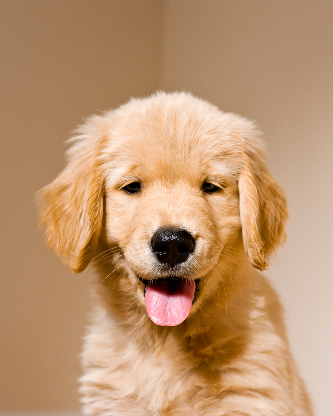 Golden Retriever puppy with a fluffy coat sits against a plain background, tongue out and looking forward.