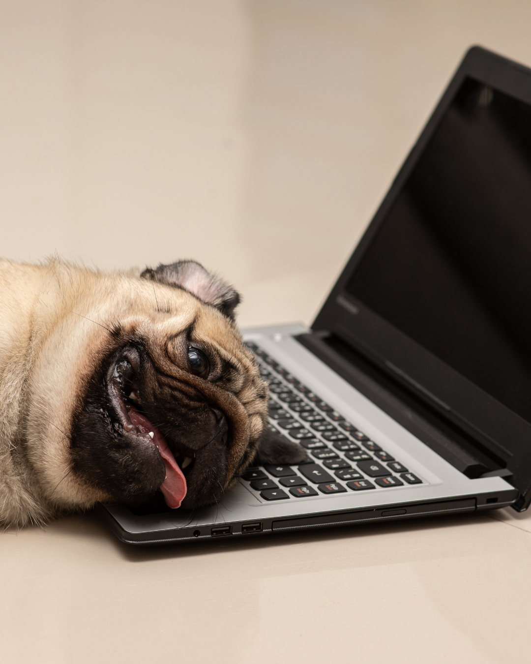 A pug lies on its side with its head resting on a laptop keyboard, tongue out and looking playful.