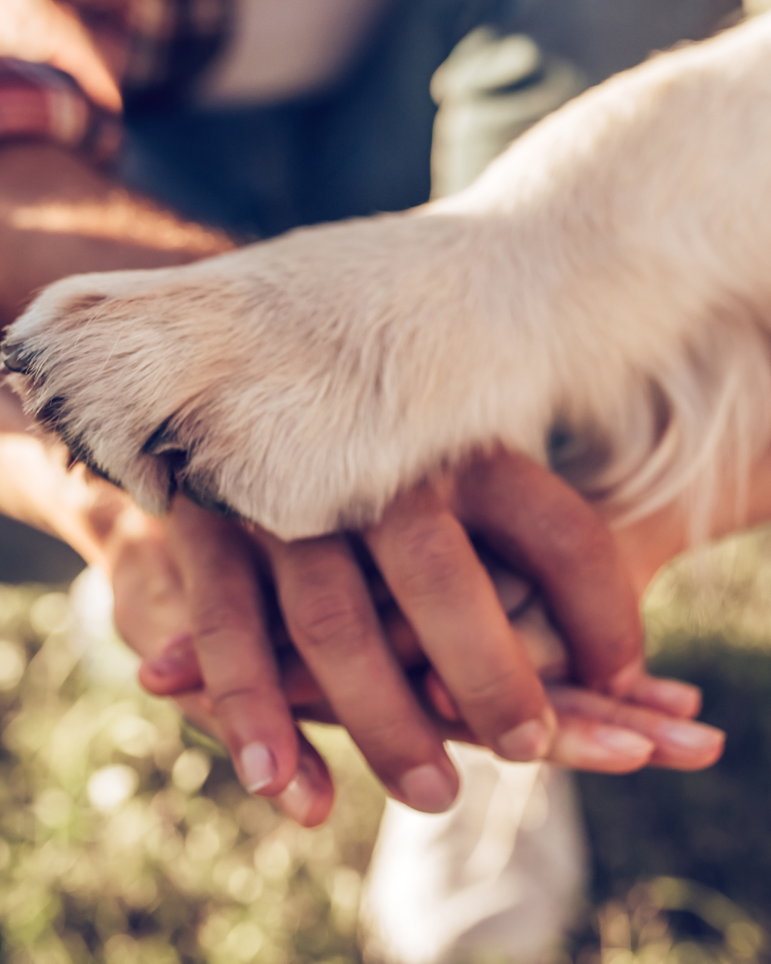 A dog's paw rests on top of two human hands, all stacked together, with a blurry background.  Represents community dog training support